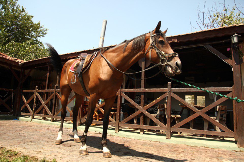 Horse Riding Experience in Istanbul