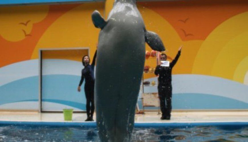 Dolphinarium Istanbul