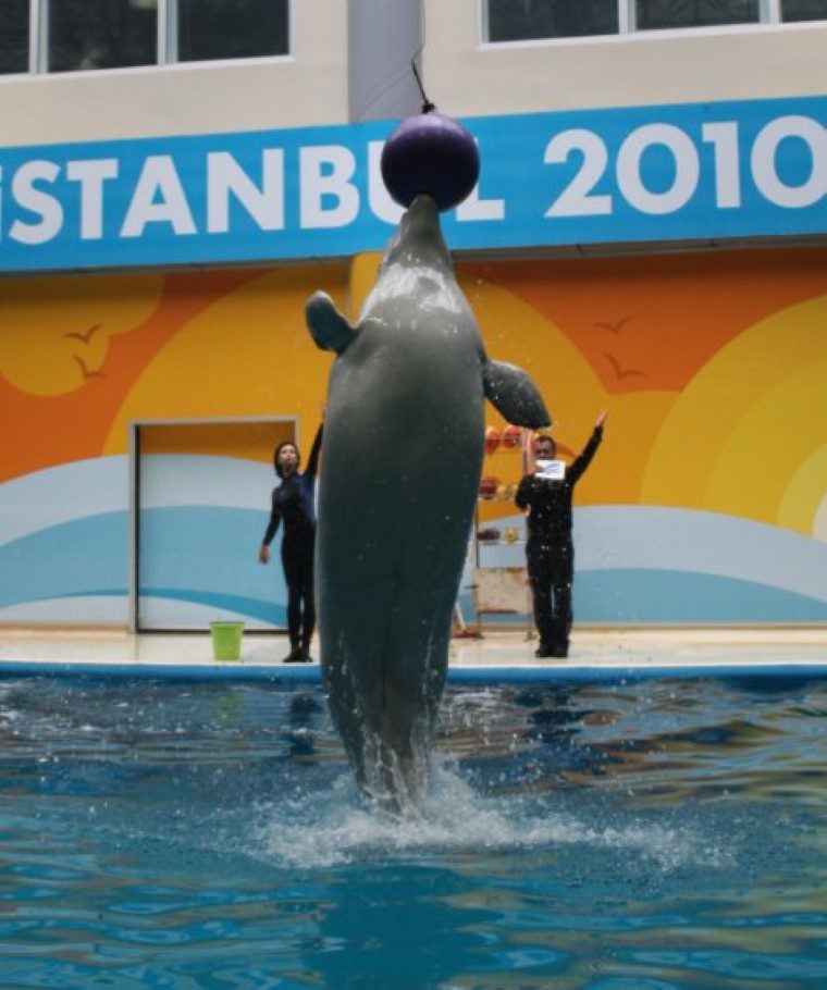 Dolphinarium Istanbul